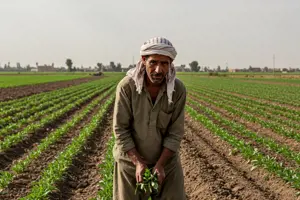        عمال زراعة المحاصيل الحقلية (محدودى المهارة)       